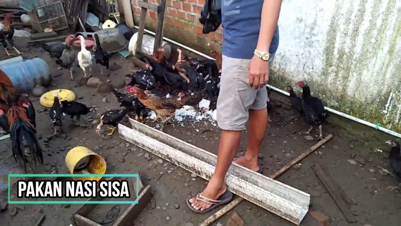 Cara TERNAK AYAM PERUMAHAN , lahan sempit kok bisa? 