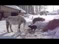 Northpole stable 2013　ポニーに挑む犬