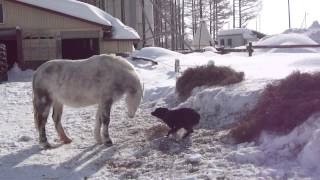 Northpole stable 2013　ポニーに挑む犬