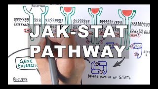 JAKSTAT Signalling Pathway