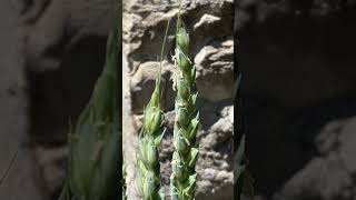 Wheat Edible Wheat #explorelearngrow #wheatfarm #nature #wheat #youtubeshorts #shorts