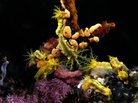 Phylum Echinodermata |
