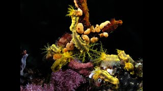 Phylum Echinodermata | Class V - Holothuroidea  | Holothuria  |