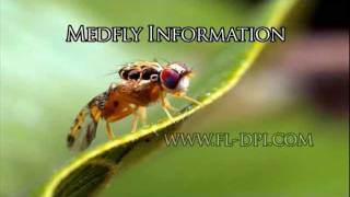 Medfly Eradication: What to Expect
