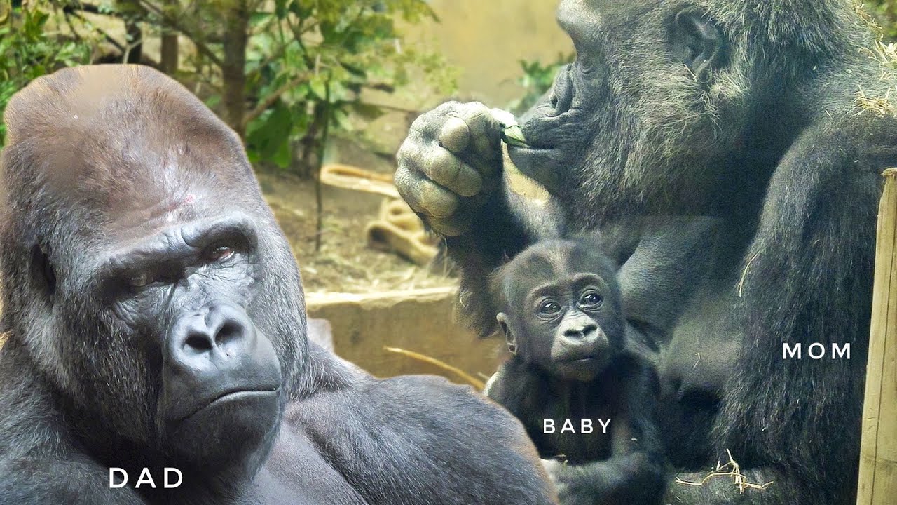 スワロフスキー　わんぱくゴリラ　YOUNG GORILLA Mom Gorilla getting irritated with the Silverback | GENKI