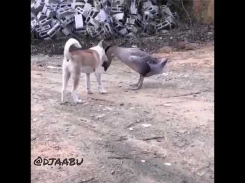 Video: Los Angeles Zooparkı və Nəbatat Bağları