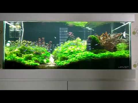 Aquarium Aquascape | Relaxing | Large Aquarium | Tetra