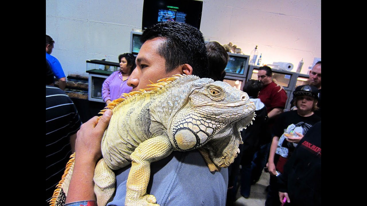Reptile Super Show 2013 (Lizards Part 1) Pomona Fairplex YouTube