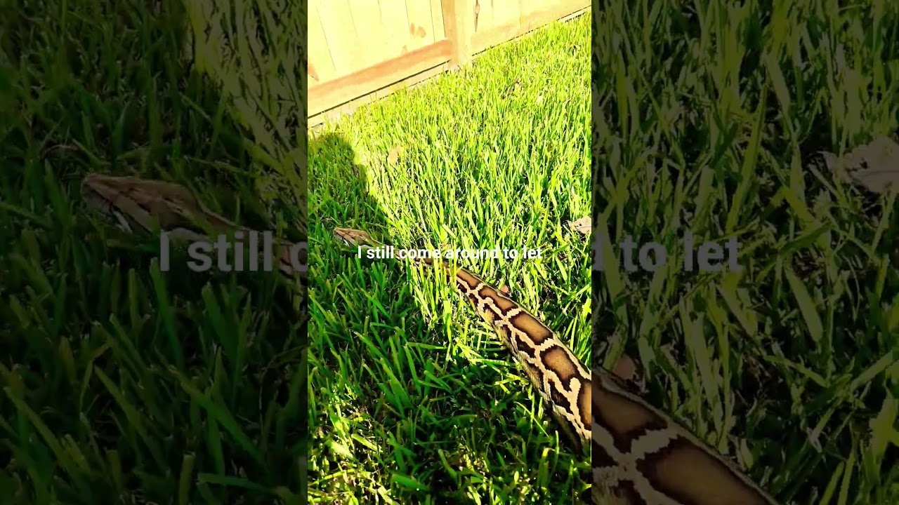 “Burmese Pythons in Captivity: Calm Giants or Dangerous Pets?” 