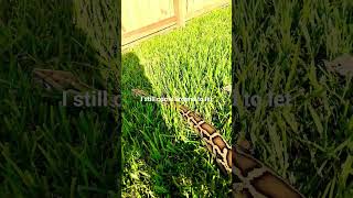 “Burmese Pythons in Captivity: Calm Giants or Dangerous Pets?” #snake #reptiles