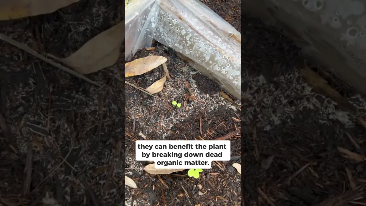 Learning about saprophytic fungus 🤔 