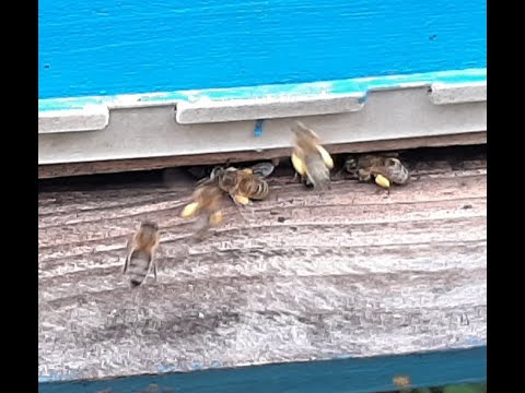 Video: Pulkovo Flowers Je Najveći Industrijski Proizvođač Cvjetnih Proizvoda Na Sjeverozapadu