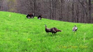 2017 Spring Turkey Hunting with Cane Creek Calls screenshot 5