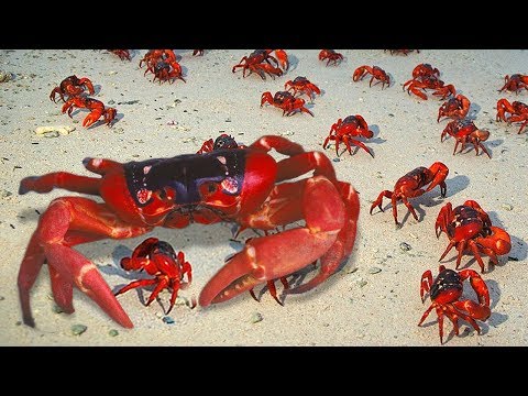 Red Crab Breed Giving Birth Sucess To Many Cute Babies