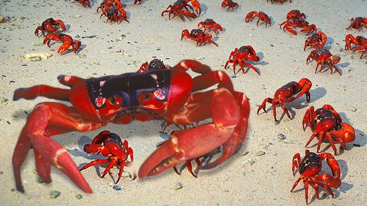 Red Crab Breed Giving Birth Sucess To Many Cute Babies