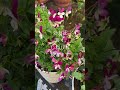 我が家の庭の効能をご紹介