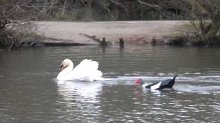 Muscovy duck  courting a Swan