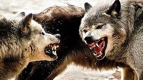 chernobyl's radioactive wolves ! ( the terrifying  mutations )