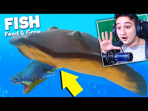 ჭამე და გაიზარდე სტინგრეი Feed and Grow Fish