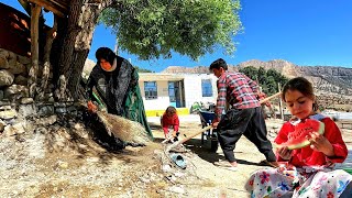 Making a pond for the tree in front of the house⛏Washing carpets with the help of Omol