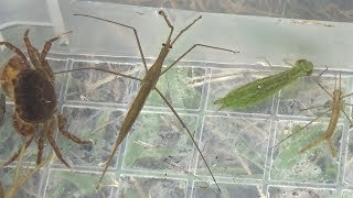 水生昆虫をガサガサしたよ 水カマキリ サワガニ 緑のヤゴ？