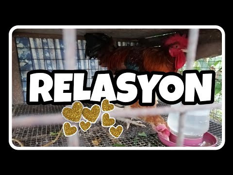 Video: Ang Aking Mapagmahal At Banayad Na Hayop (manipulasyong Karahasan Sa Mga Relasyon)