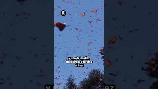 Reserva De La Biósfera Mariposa Monarca