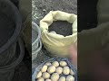 🥔Картошка в МЕШКЕ. Посадка КАРТОШКИ в МЕШОК #Shorts #shortsvideo