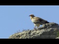 Le vautour percnoptre neophron percnopterus