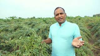 Tuver Dal - GIR GOPI FARM JAMKA . DIST. JUNAGADH { GUJARAT }