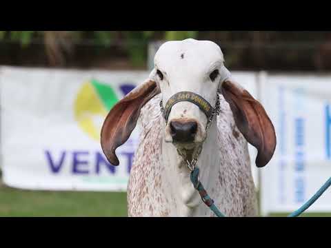 LOTE 12 | DONZELA FIV F. SÃO DOMINGOS | WSD 165