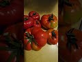Tomato Harvest from the Last 2 Days #youtubeshorts #gardening  #tomatoes