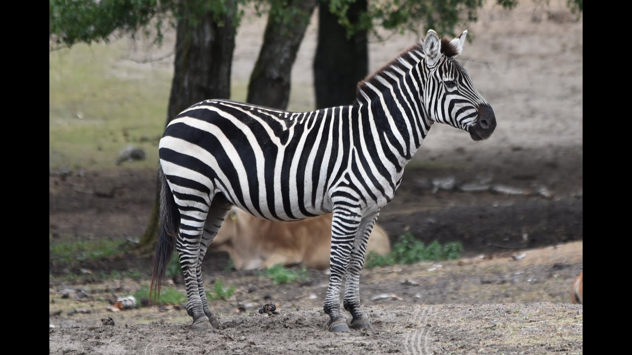 Сафари парк в Нидерландах. Safaripark Beekse Bergen