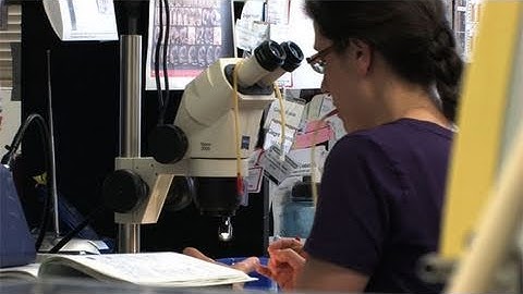How does the embryonic brain get wired?