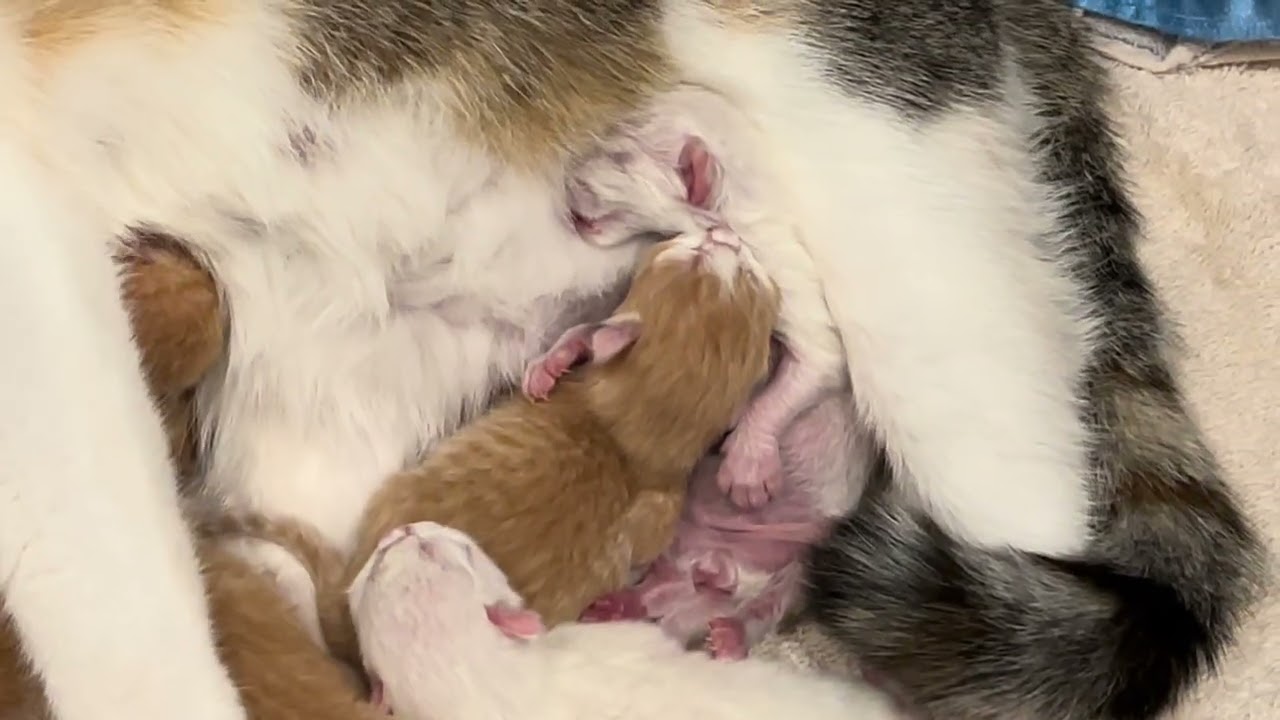 Molly - just amazing young herself - cast out pregnant like she was garbage so young 6-8 months old.