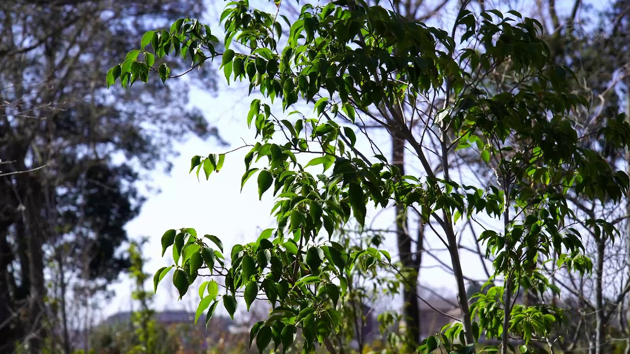 ハイノキ販売 秋元園芸
