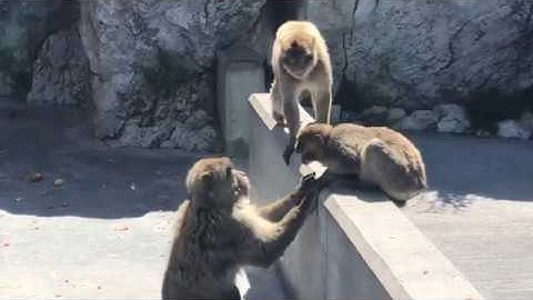 Walk The Mediterranean Steps Gibraltar & many Apes