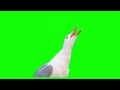 Laughing Seagull (Green Screen)