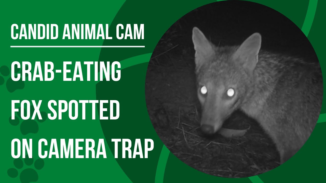 Where does the crabeating fox gets its name? Candid Animal Cam YouTube