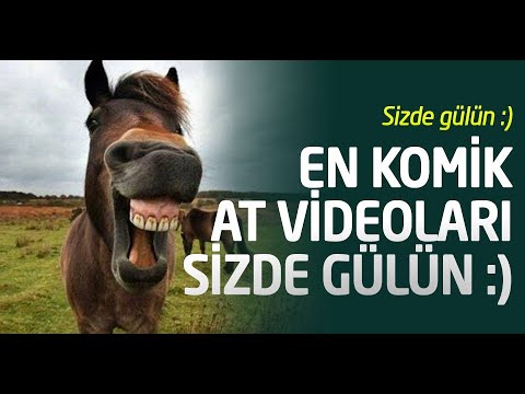 En güzel ve komik at videoları