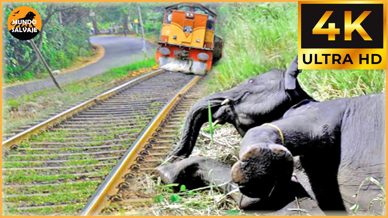 Tragic & Shocking! 45 Animal Train & Car Crashes You Won’t Believe Were Real | Animal Crashes #97
