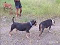 Guy Comes HomeFrom Work With AStrayDog |The Dodo..