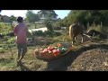 2018-09 Récolte des courges à traineau en traction animale - Jardin de Manspach - Fabrice Meyer