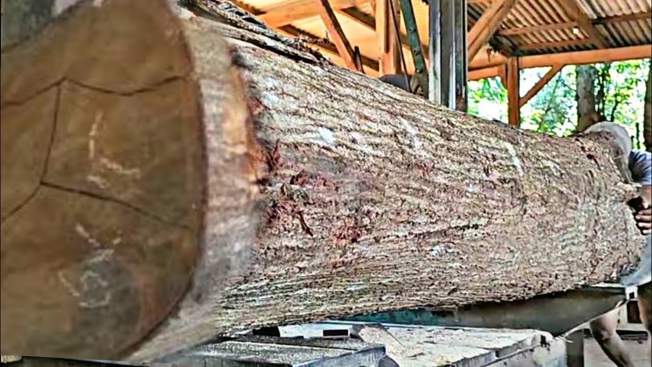 The process of cutting small leaf village acacia wood as furniture material 
