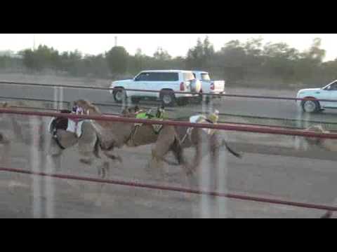 فيديو ميدان السد شارة مقدمه من سعادة حمد هلال بن ثابت الكويتي 31 03 2017 1500م 1200م