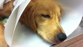 Rocky crying after surgery