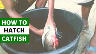 HOW TO HATCH A CATFISH | Step By Step Guide To Fish Hatchery