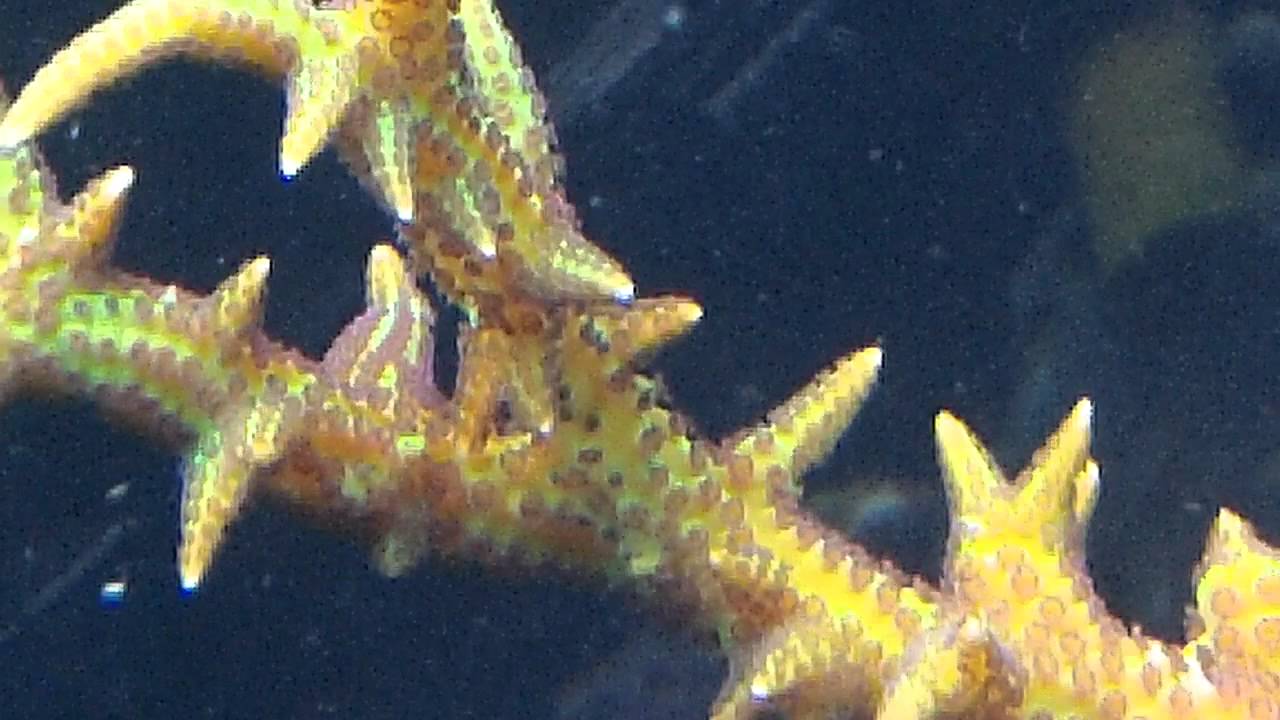 New SPS corals! !10 gal reef YouTube