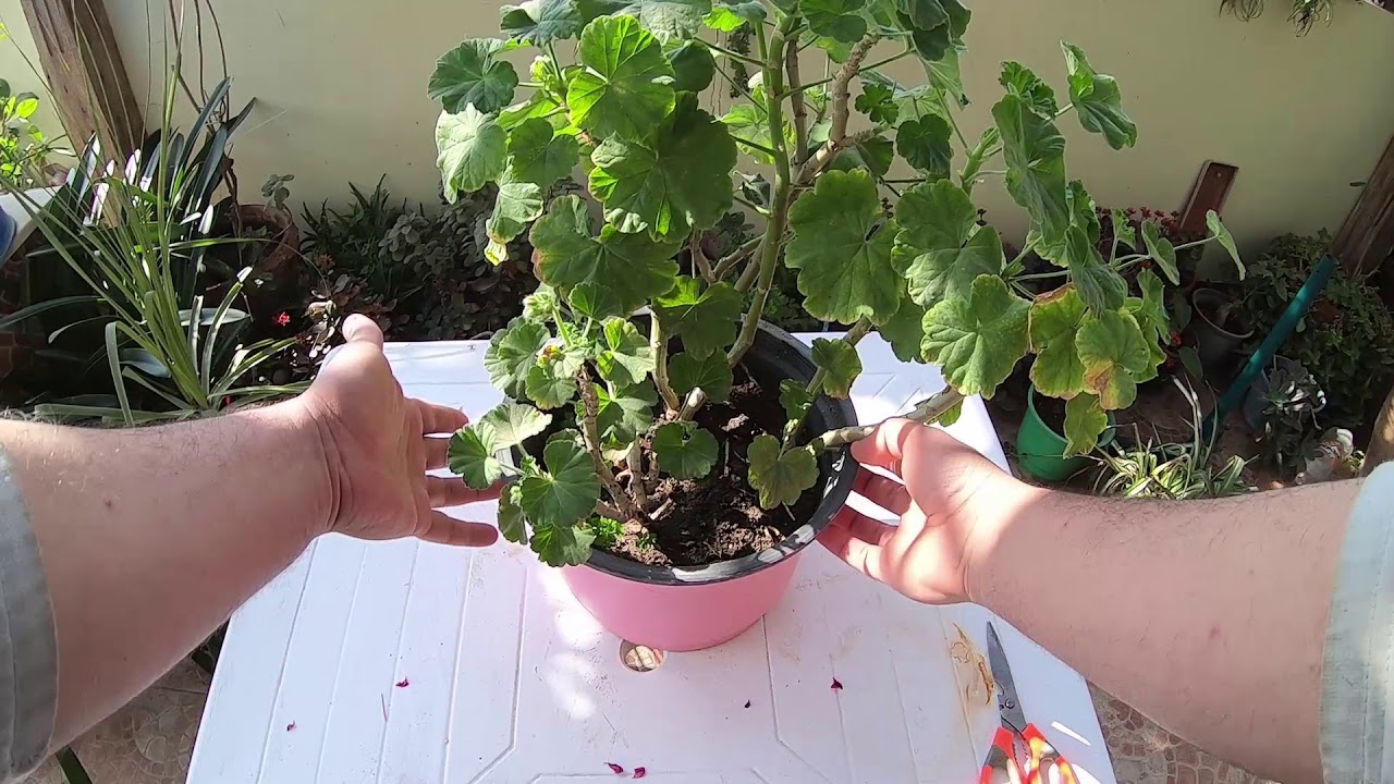 Geranium plant Care 