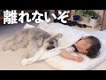 【犬と子ども】２歳娘が大好きすぎて笑ってる時も泣いてる時も一緒にいるシュナウザー【ジジトト】Miniature schnauzer with daughter